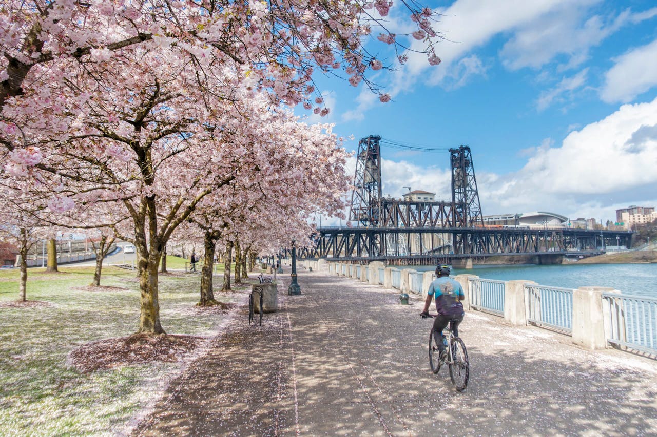 A person biking under cherry blossom trees along a river with a steel bridge in the background on a sunny day after a recent relocation.