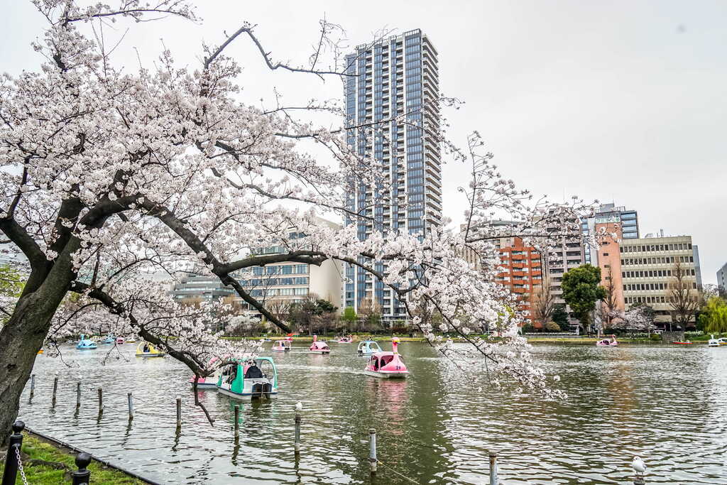 Cherry blossoms in bloom by a Tokyo pond, with swan pedal boats and high-rise apartment towers in the background.