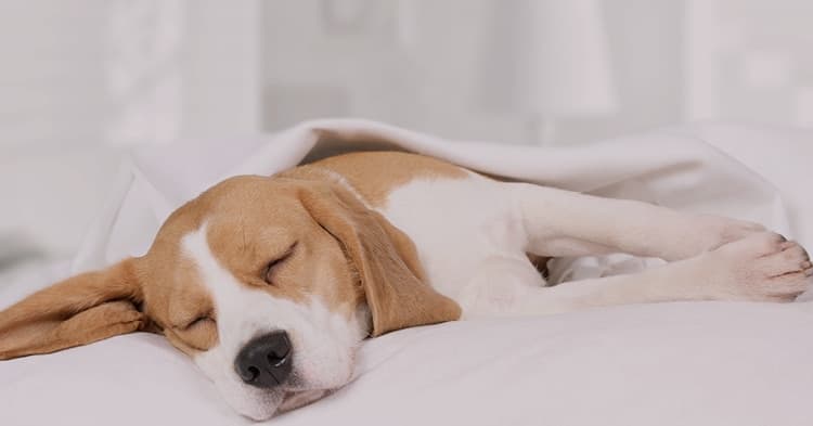 Pet-Friendly Community